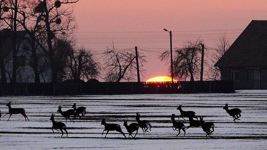 Deer run through a snowy field.