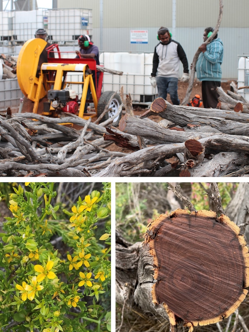 Collage of outdoor saw cutting wood, stump tree rings, green and yellow plant 