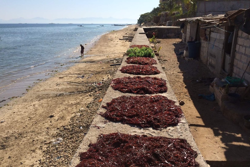 Seaweed drying in Kupang West Timor