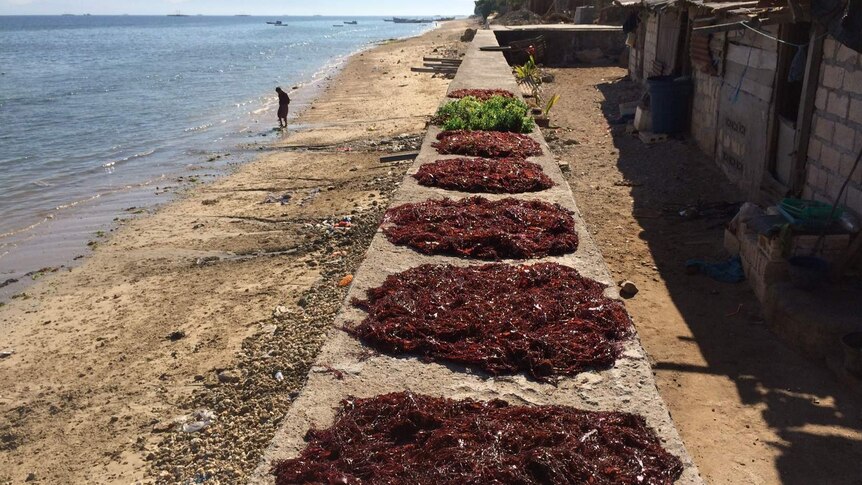 Seaweed drying in Kupang West Timor