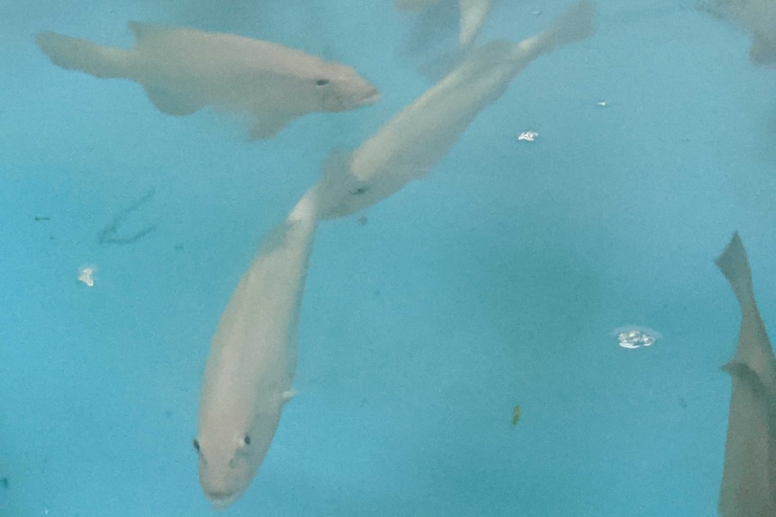 Greyish pink young coral trout in a blue tank, view from above