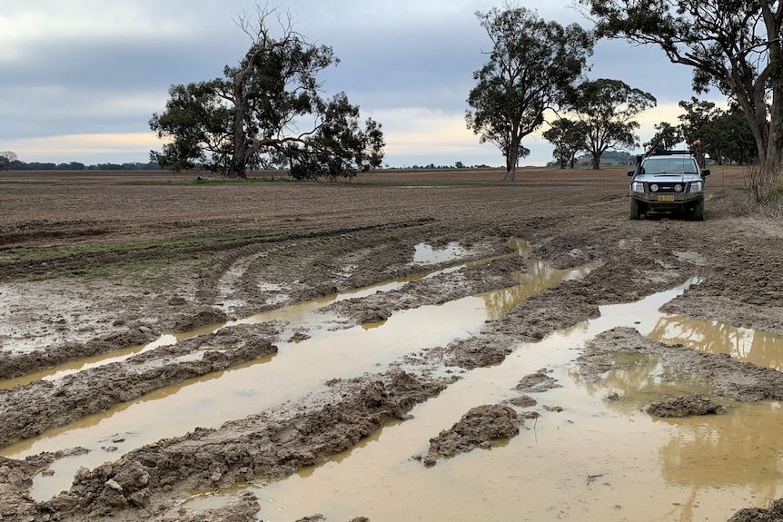 A muddy paddock with a ute parked near a tree