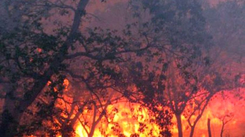 Flames from a bushfire roar