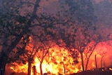 Flames from a bushfire roar