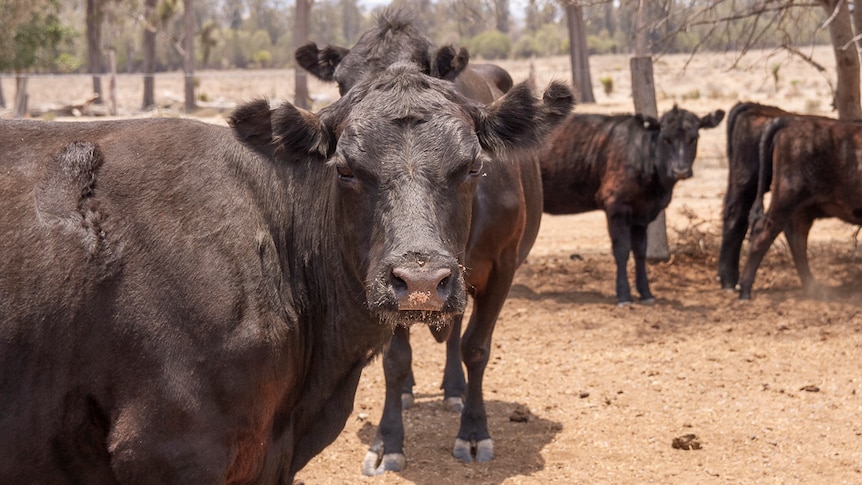 An angus cow looks directly at the camera lens on a rural property