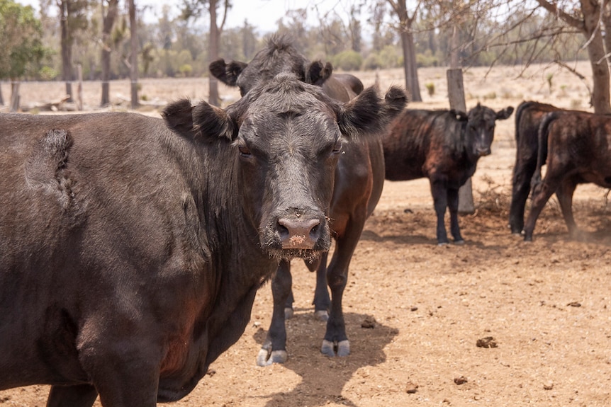 An angus cow looks directly at the camera lens on Mick Cosgrove's property near Bell on the Western Downs in December 2019.