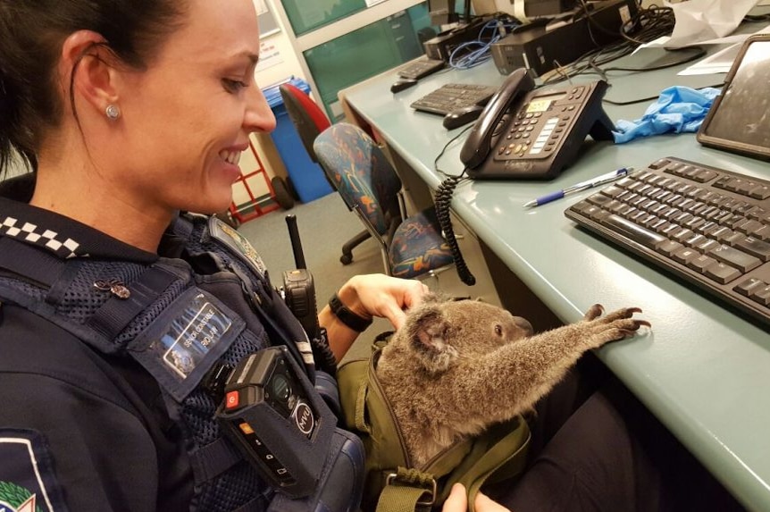A baby koala found in a bag