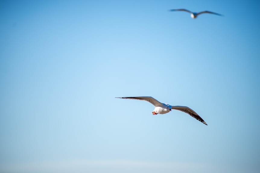 A silver gull, white with red feet and black wing tips, flies across a winter blue sky.