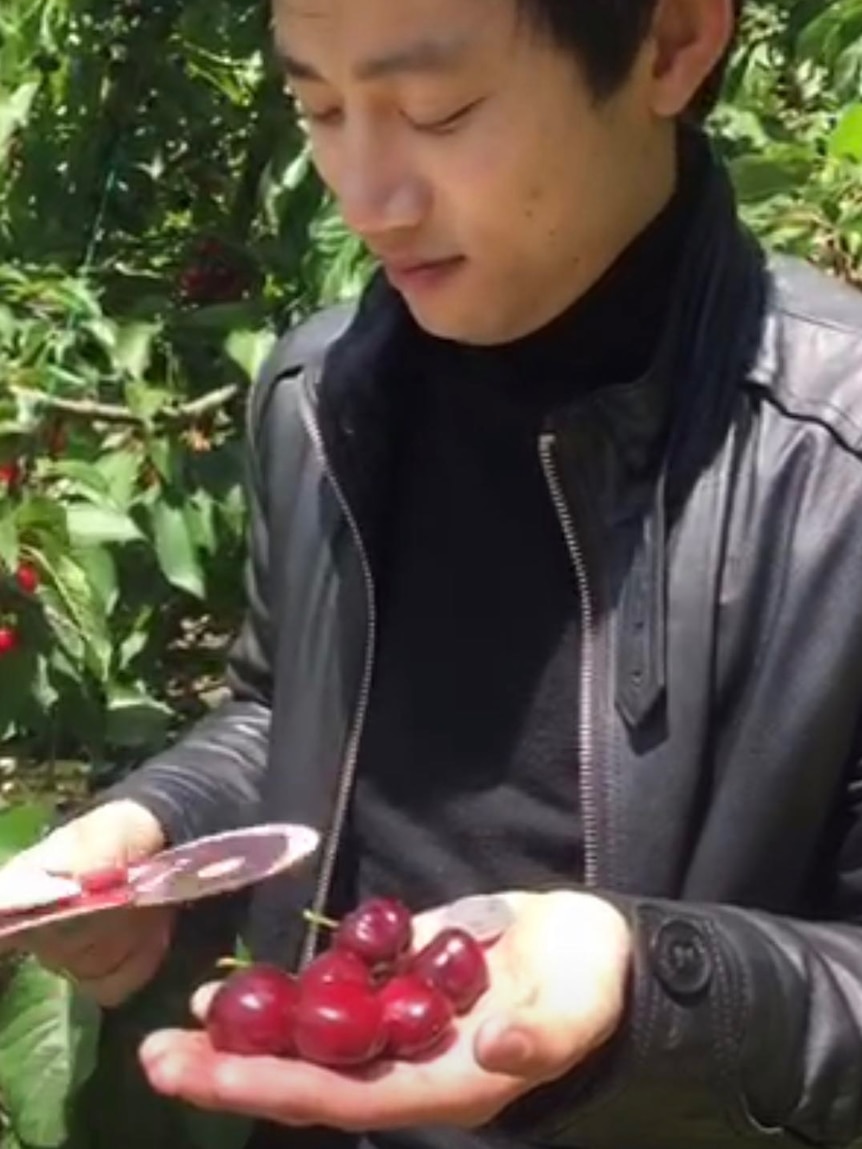 A mobile phone screen capture of a livestreaming session promoting cherries. A man holds his palms out, showing some cherries.
