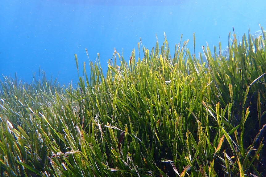 Bright green, stringy-looking grass grows out of the seabed towards the sunlight at the surface of the ocean.