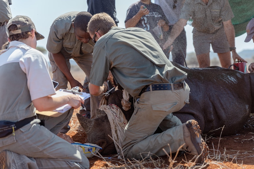 A rhino calf.