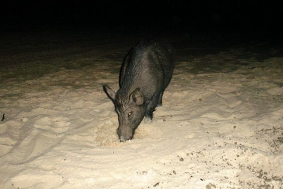 Feral pigs in north Queensland