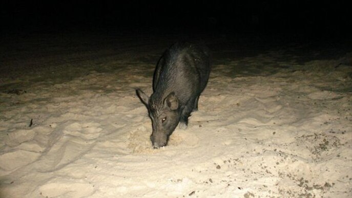 Feral pigs in north Queensland