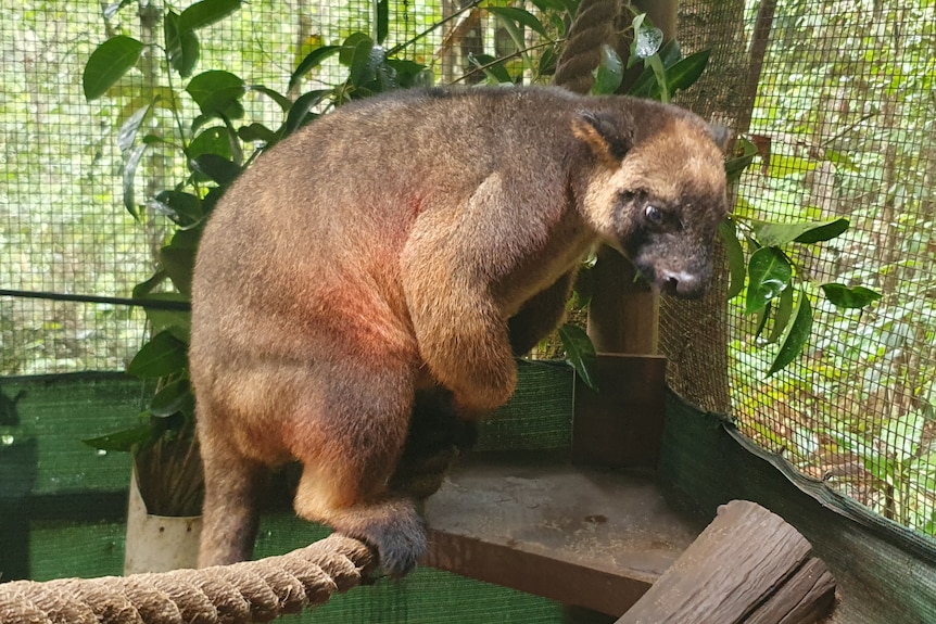 Tree kangaroo with a browny red coat