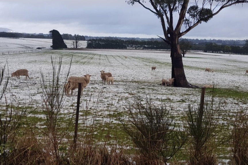 Sheep in a paddock dusted with snow.