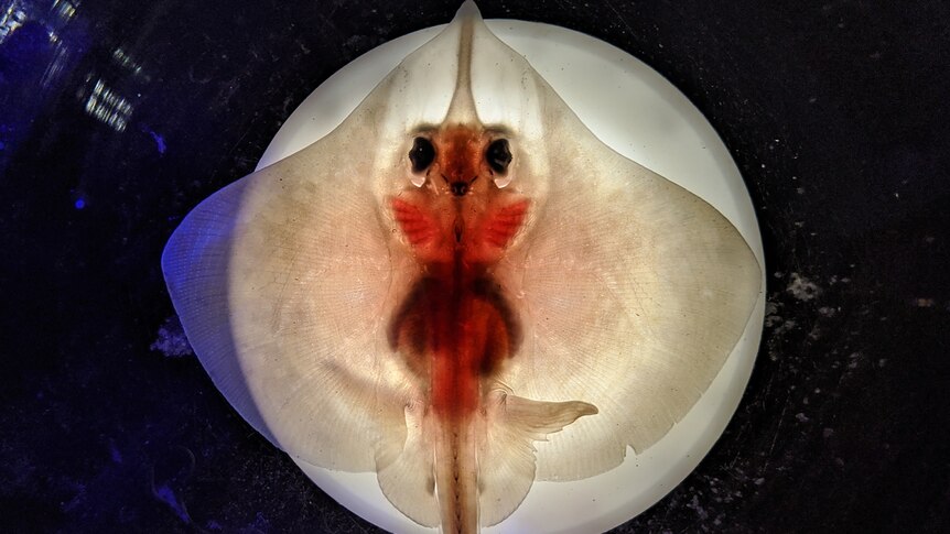 a baby maugean skate in front of a light, looks translucent and glows red