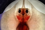 a baby maugean skate in front of a light, looks translucent and glows red