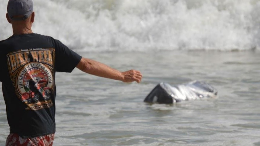 A man wades through seawater towards crashing waves and a long dark package floating