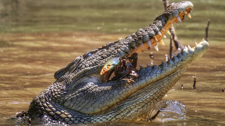A crocodile eating a crab