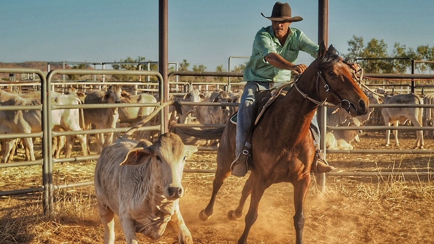 A drafter cuts a beast at the Halls Creek Campdraft.