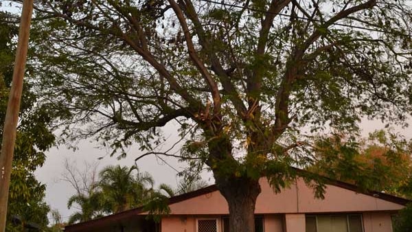 A colony of bats roost in a tree at a house in Mount Isa.