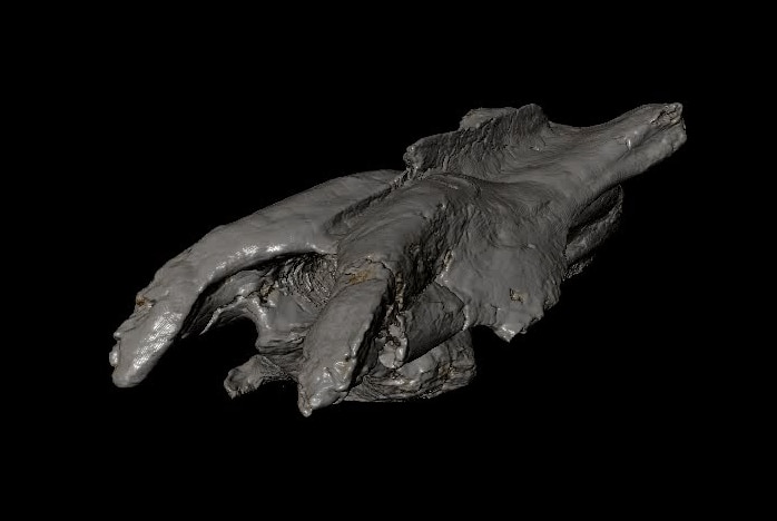Elaphrosaur vertebra