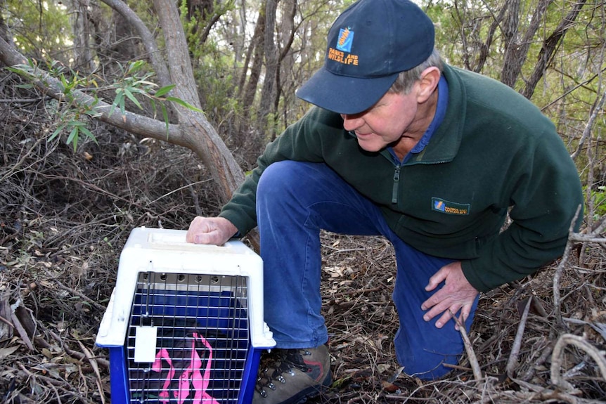 Tony Friend and potoroo