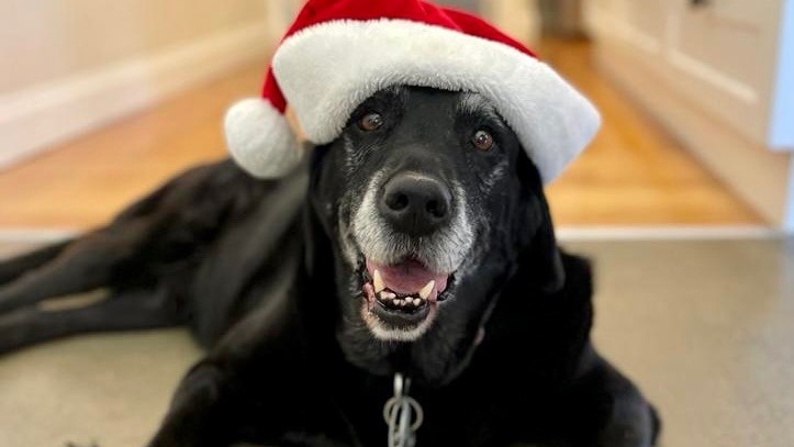 A black labrador wearing a santa hat
