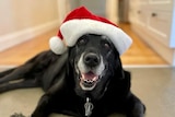 A black labrador wearing a santa hat