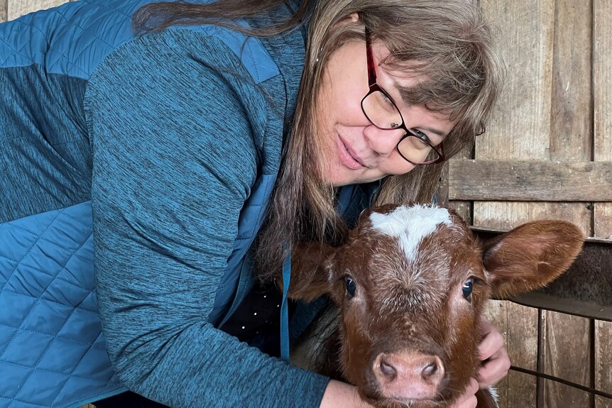 A woman in a blue jacket cuddles a newly born red calf 