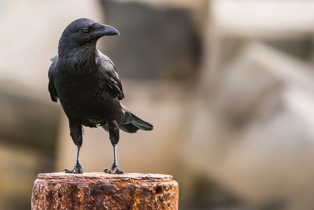 A crow sits on a post