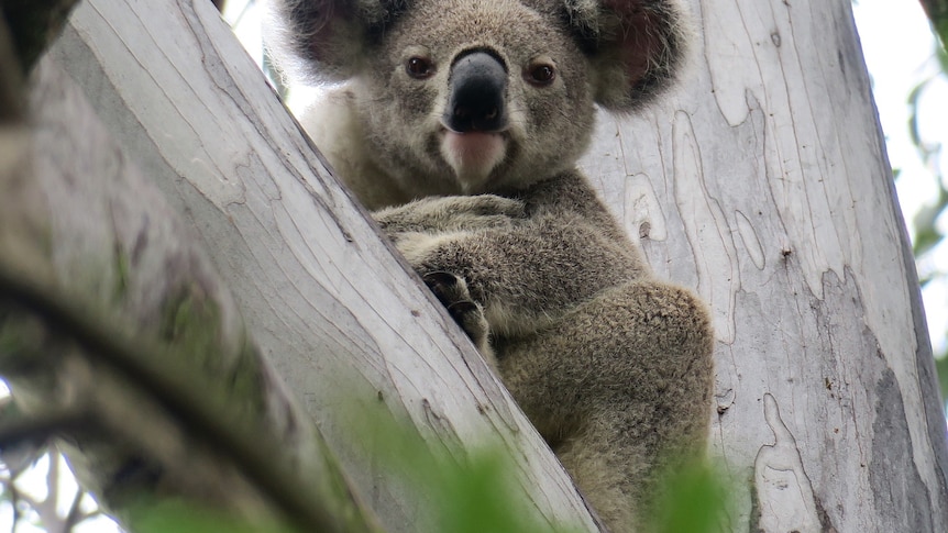 A koala looks at camera from a gum tree.