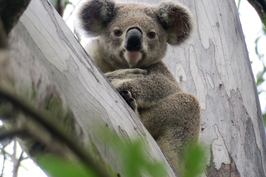 A koala looks at camera from a gum tree.