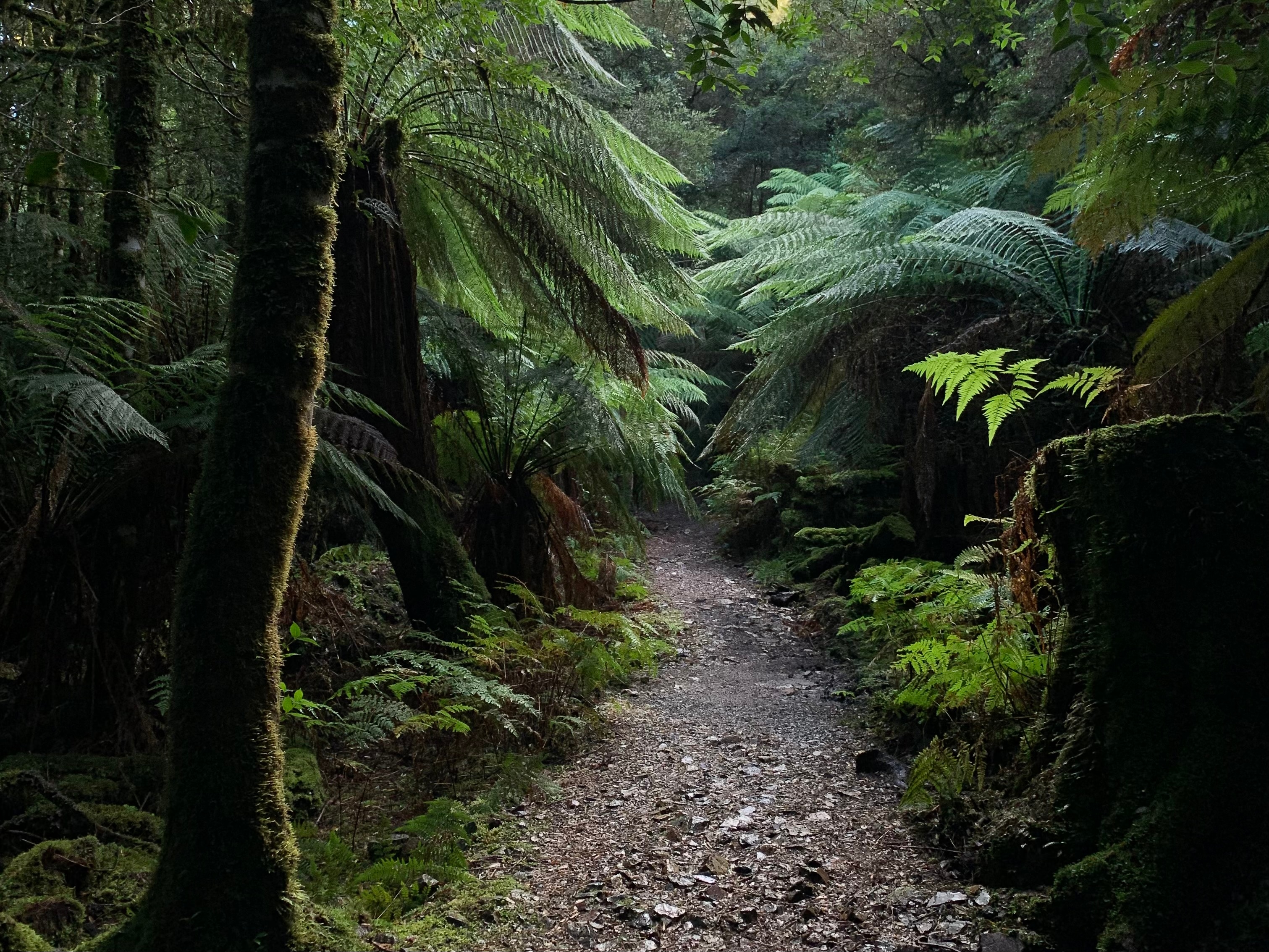 A walking track winds through man ferns in a dark rainforest.
