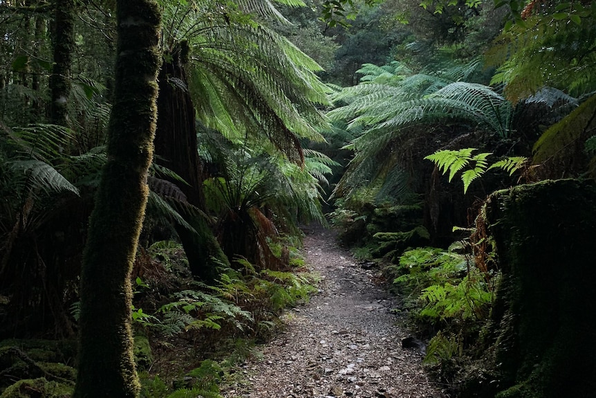A walking track winds through man ferns in a dark rainforest.