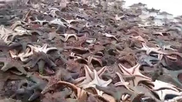 Starfish strewn across Moreton Island