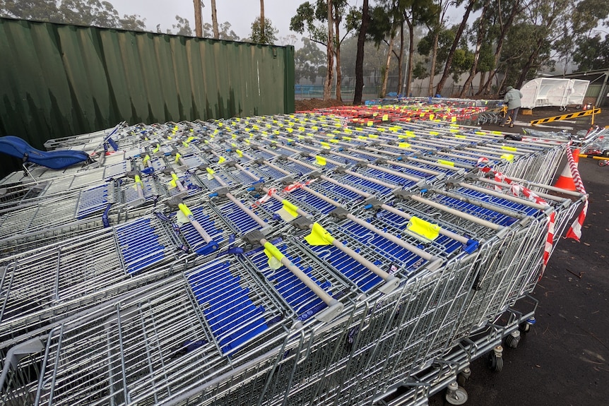 Rows of supermarket trolleys