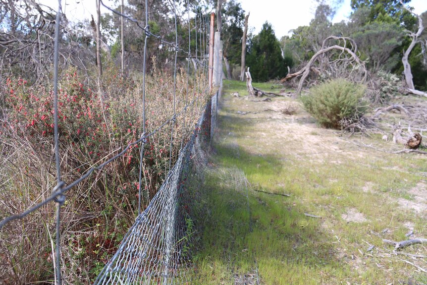 A fence protects a section of bushland at Sandy Creek Conservation Park.