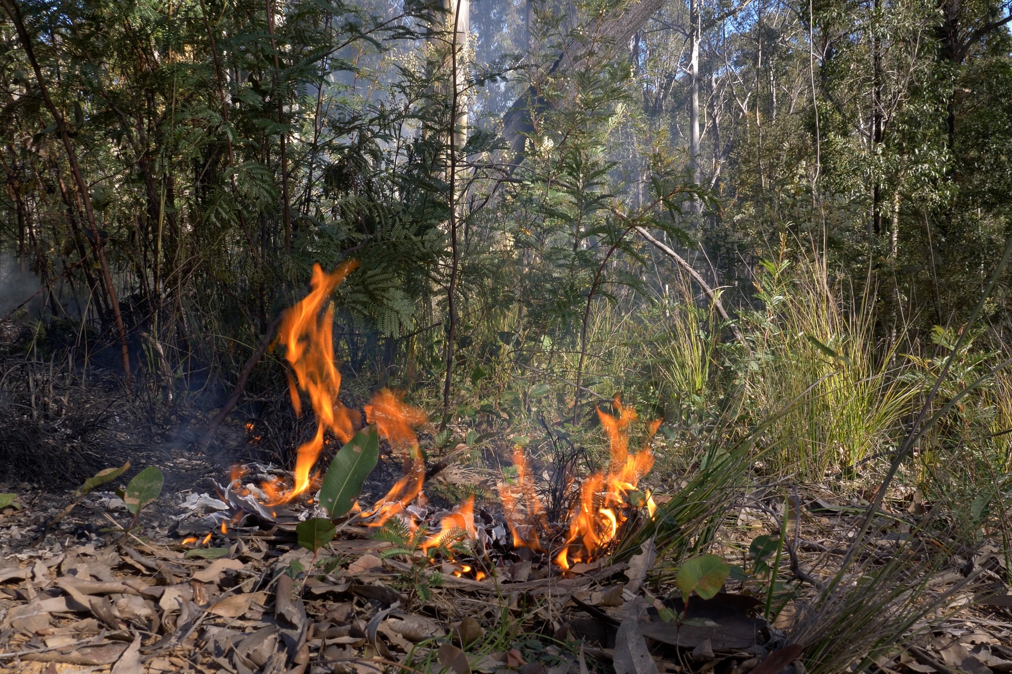 Small flame on ground, bush around, smoke in the air.