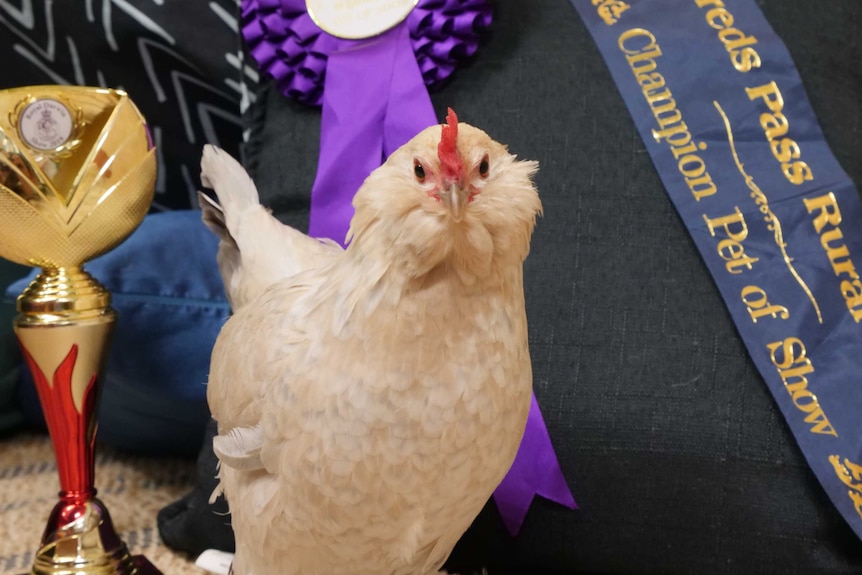 A white chicken surrounded by prizes and ribbons.