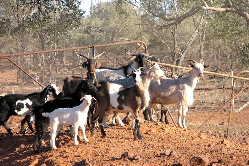 Feral goats.