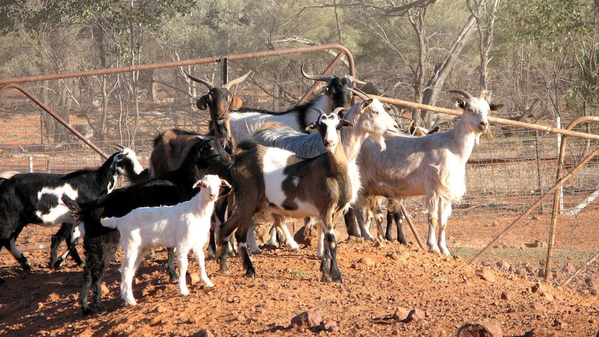 Feral goats.