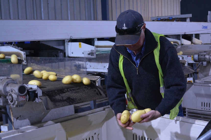 Man at potato sorting machine