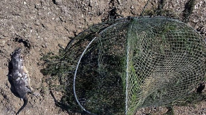 A water rat lays dead next to a yabby trap.