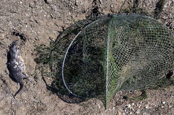 A water rat lays dead next to a yabby trap.