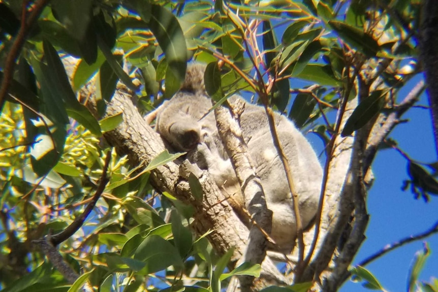 A koala sitting on a tree branch, asleep.