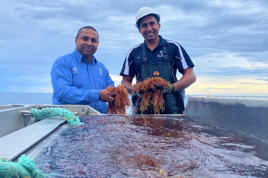 Two men on back of boat with seaweed bunches in hands, smiling, and looking at camera, foreground view of seaweed tank