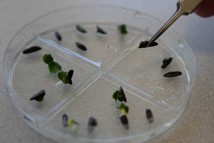 A tweezer holding a seed above a Petri dish that holds several other seeds