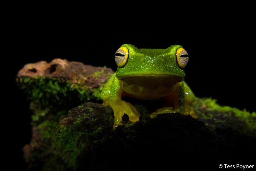 A close-up photo of a green frog with black background