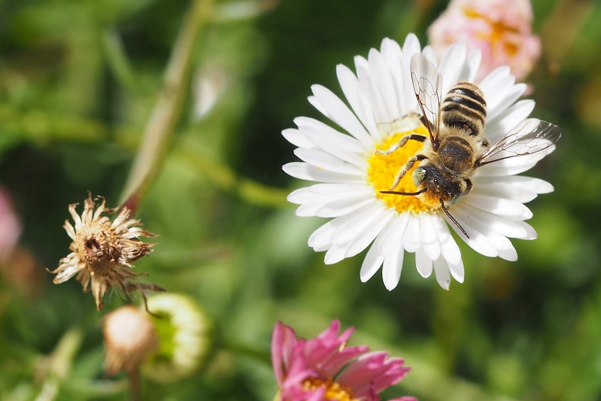 A bee on a daisy flower